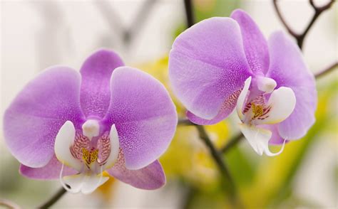 Phalaenopsis Magic: Transforming Spaces with Elegance